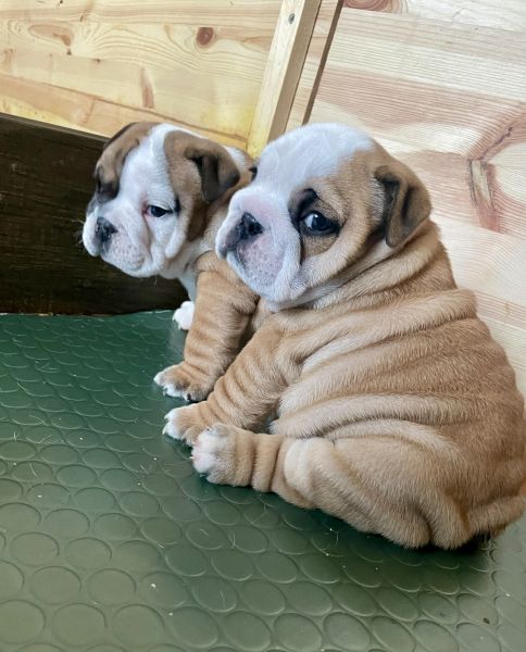 Bulldog Ingl�s beb�s 