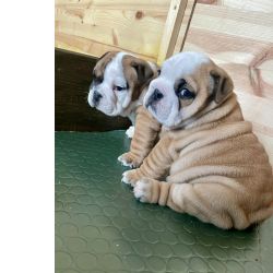 Bulldog Ingls Bulldog Ingls bebs 