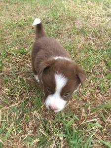 FILHOTES DE BORDER COLLIE DISPONVEL