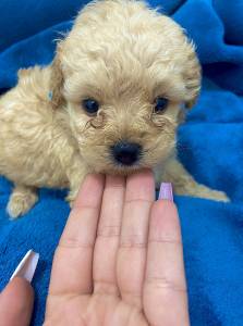 FILHOTES DE POODLE  TOY DISPONVEL