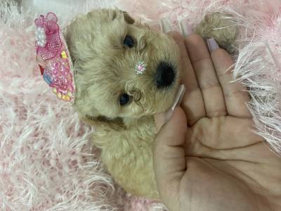 FILHOTES DE POODLE  TOY DISPONVEL