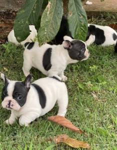 FILHOTES DE BULLDOG FRANCS DISPONVEIS