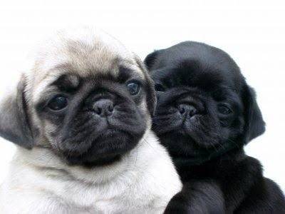 FILHOTES DE PUG DISPONVEIS  PRETO E ABRIC