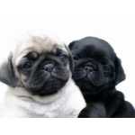 Pug FILHOTES DE PUG DISPONVEIS  PRETO E ABRIC So Paulo Cotia Granja Viana