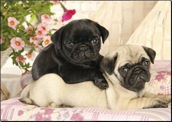 FILHOTES DE PUG DISPONVEIS  PRETO E ABRIC