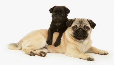 FILHOTES DE PUG DISPONVEIS  PRETO E ABRIC