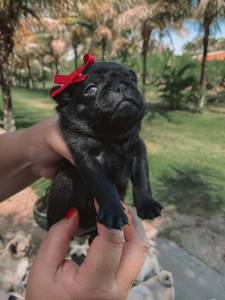 FILHOTES DE PUG DISPONVEIS  PRETO E ABRIC