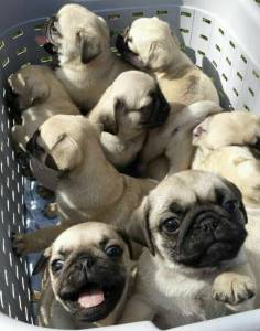 FILHOTES DE PUG DISPONVEIS  PRETO E ABRIC