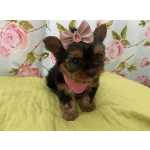 Yorkshire Terrier FILHOTES DE YORKSHIRE DISPONVEIS So Paulo Cotia Granja Viana