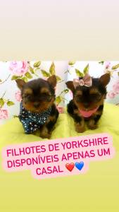 FILHOTES DE YORKSHIRE DISPONVEIS