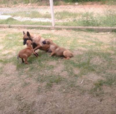 Filhotes de Pastor belga de malinois