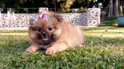 Fmeas de Spitz alemo anozinha em Curitiba