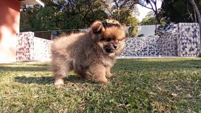 Fmeas de Spitz alemo anozinha em Curitiba