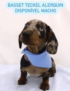 FILHOTE DE BASSET TECKEL MACHO DISPONVEL