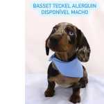 Dachshund FILHOTE DE BASSET TECKEL MACHO DISPONVEL So Paulo Cotia Granja Viana