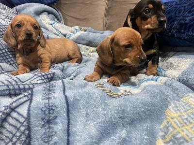 Dachshund teckel pelo duro curto e longo filhotes disponveis