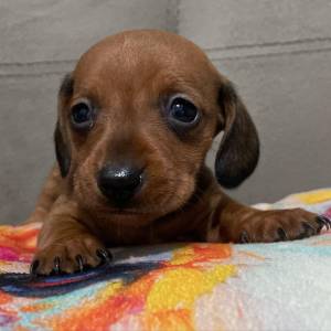 Dachshund teckel pelo duro curto e longo filhotes disponveis