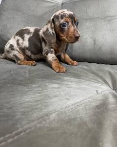 Dachshund teckel pelo duro curto e longo filhotes disponveis