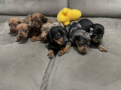 Dachshund teckel pelo duro curto e longo filhotes disponveis