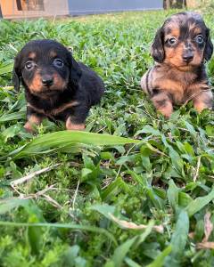 Dachshund teckel pelo duro curto e longo filhotes disponveis