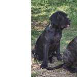 Cane Corso Fmeas de Cane Corso Rio de Janeiro Maric
