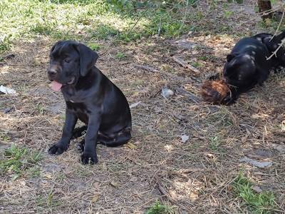 Fmeas de Cane Corso