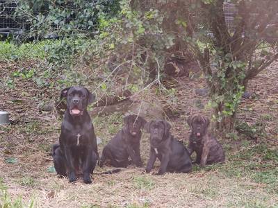 Fmeas de Cane Corso