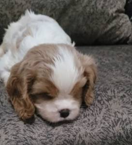 Cavalier King Charles Spaniel macho e fmea