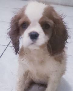 Cavalier King Charles Spaniel macho e fmea