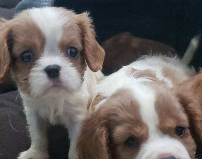 Cavalier King Charles Spaniel macho e fmea