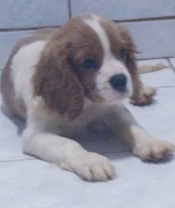 Cavalier King Charles Spaniel macho e fmea