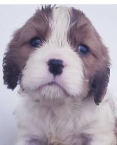 Cavalier King Charles Spaniel macho e fmea