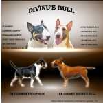 Bull Terrier Bull terrier standard Lisboa Lisboa