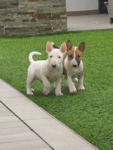 Bull terrier standard