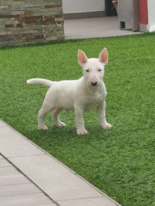 Bull terrier standard