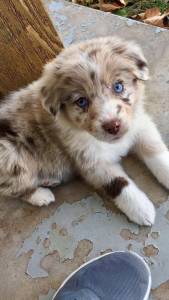 FILHOTES DE BORDER COLLIE DISPONVEL