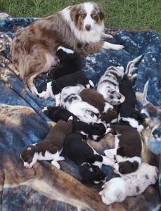 LINDOS FILHOTES DE BORDER COLLIE DISPONVEL