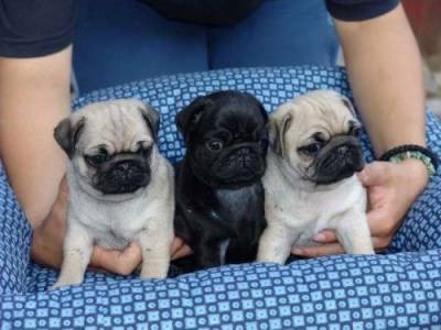 LINDOS FILHOTES DE PUG DISPONVEIS