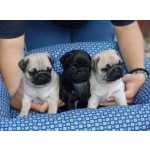 Pug LINDOS FILHOTES DE PUG DISPONVEIS So Paulo Granja Viana