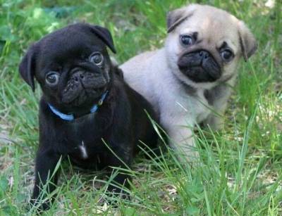 LINDOS FILHOTES DE PUG DISPONVEIS