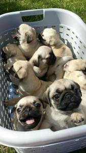 LINDOS FILHOTES DE PUG DISPONVEIS