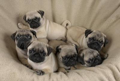 LINDOS FILHOTES DE PUG DISPONVEIS