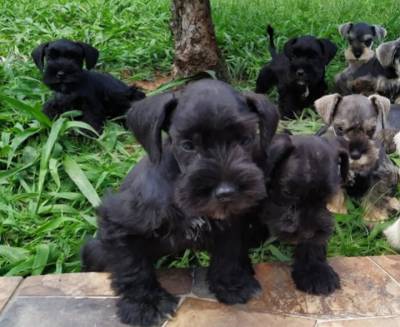 Schnauzer miniatura