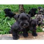 Schnauzer Miniatura (ano) Schnauzer miniatura So Paulo Santa Isabel