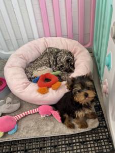 Filhote fmea yorkshire terrier