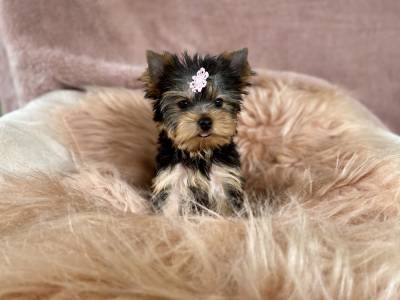 Filhote fmea yorkshire terrier