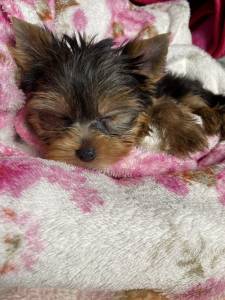 Filhote fmea yorkshire terrier