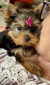 Filhote fmea yorkshire terrier