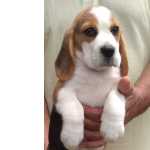 Beagle Beagle tricolor  Linda Fêmea Filhote
