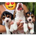 Beagle Maravilhosos Filhotes de Beagle Pernambuco Camaragibe
